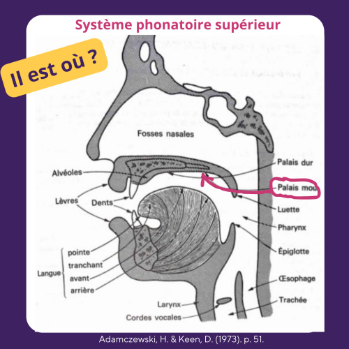 Dessin des organes de la phonation