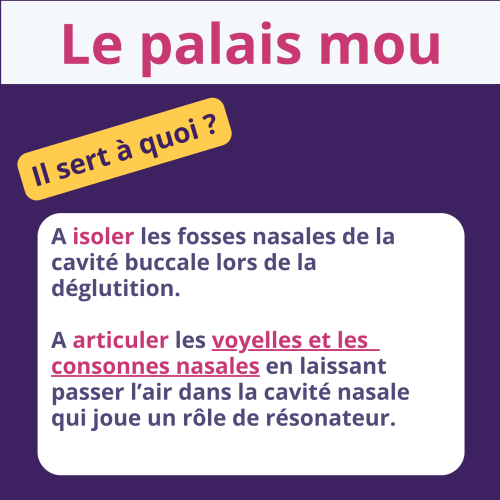 A quoi sert le palais mou